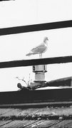 13th Feb 2024 - A rare visiting seagull.