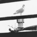 A rare visiting seagull. by 912greens