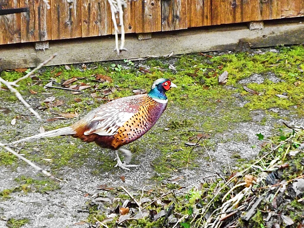 A Pleasant Pheasant Visitor by ajisaac
