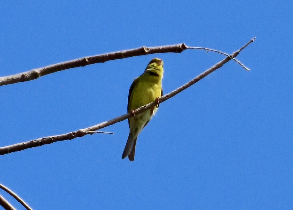 Island Canary by orchid99