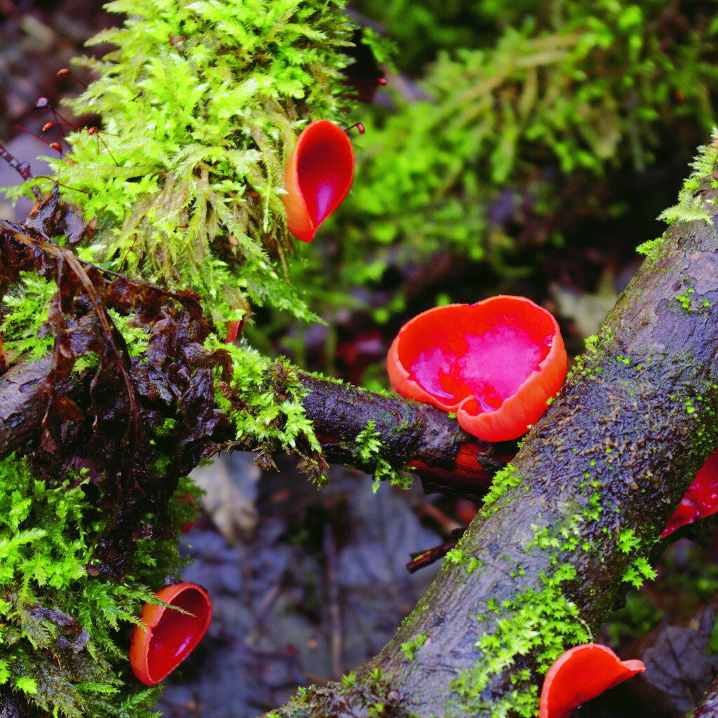 Scarlet Elf Cap fungus by sjoyce