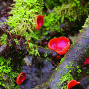 14th Feb 2024 - Scarlet Elf Cap fungus