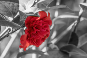 14th Feb 2024 - Red Camellia