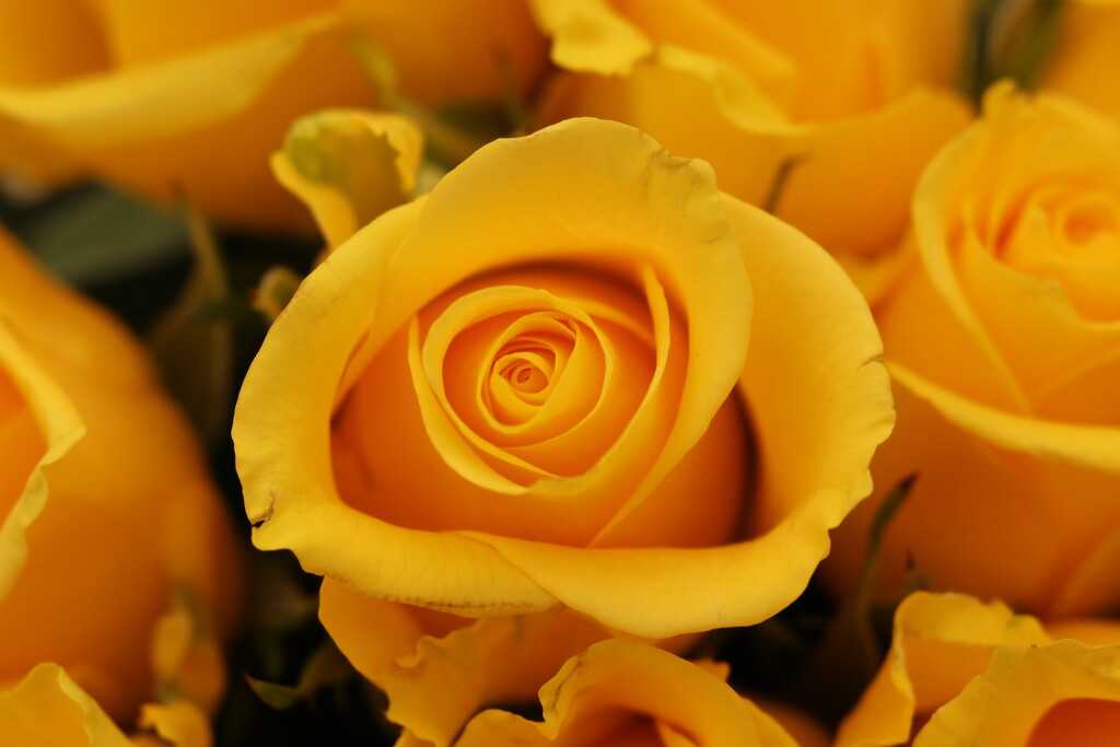 Valentine Rose by happyteg