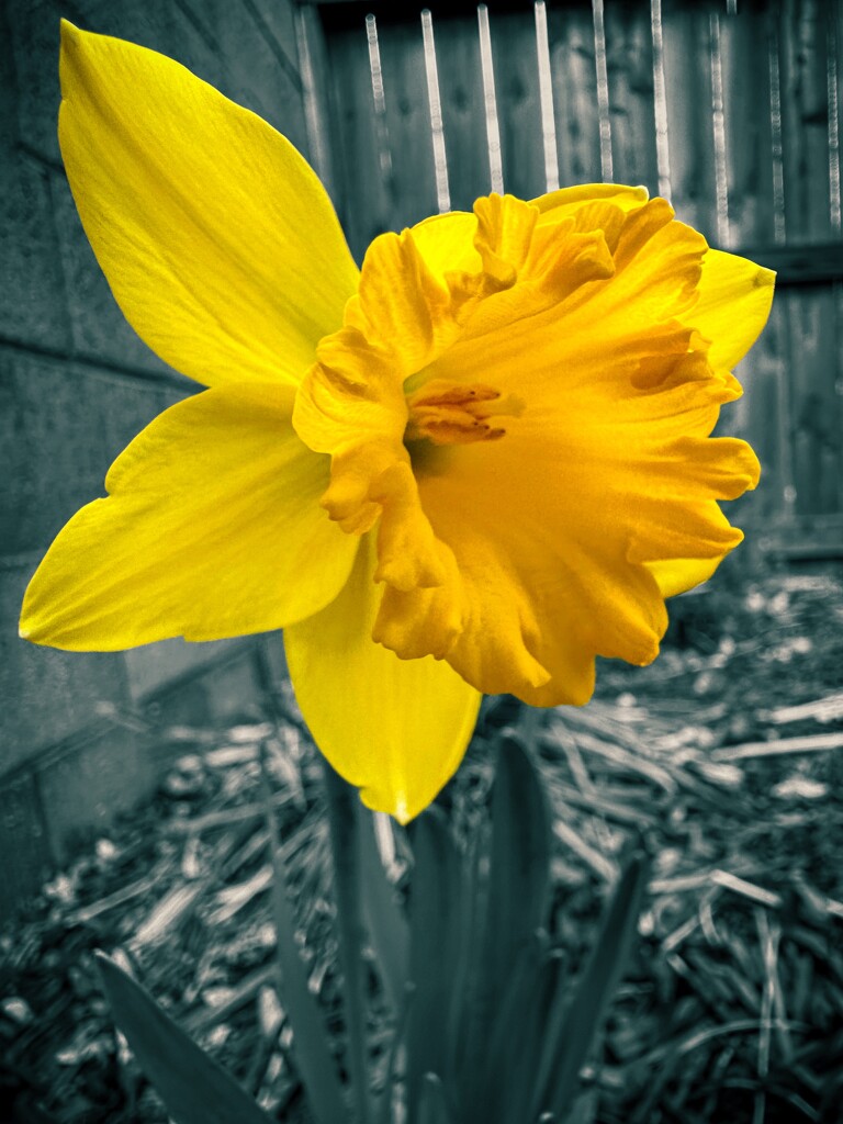 First daffodil of the year by thedarkroom