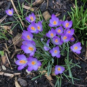 14th Feb 2024 - Open Purple Crocus