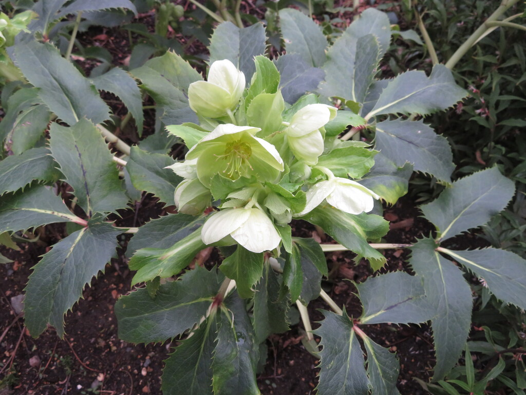 Hellebore by felicityms