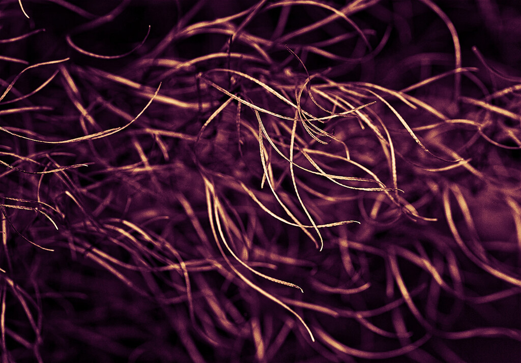 Wavy Grass - Purple and Gold by gardencat
