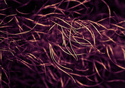 14th Feb 2024 - Wavy Grass - Purple and Gold