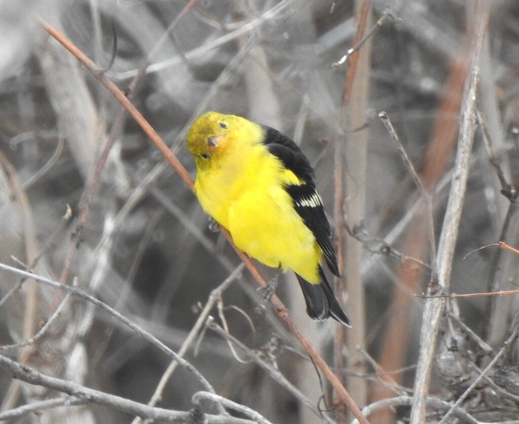 Western Tanager by sunnygreenwood