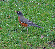 11th Feb 2024 - Feb 11 Robin Wing Detail IMG_7331AAA