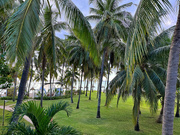 14th Feb 2024 - A forest of palm trees. 