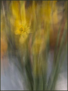 14th Feb 2024 - 14 - Daffodils 