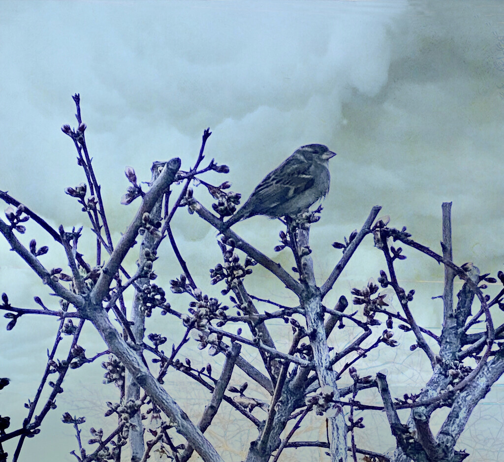 Pudgy Little Bird by joysfocus