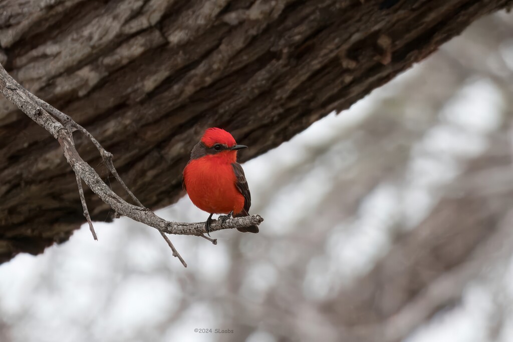 Vermilion Flycatcher by slaabs