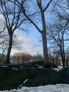 14th Feb 2024 - Snowy Central Park