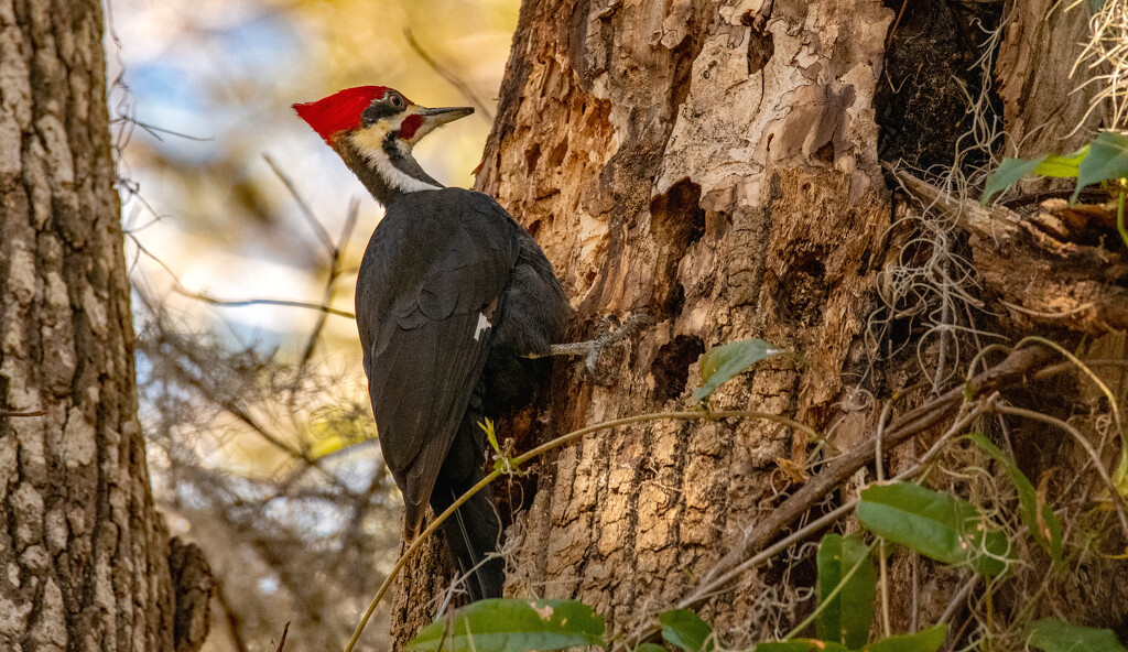 Pileated Woodpecker Working on the Tree! by rickster549