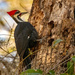 Pileated Woodpecker Working on the Tree!