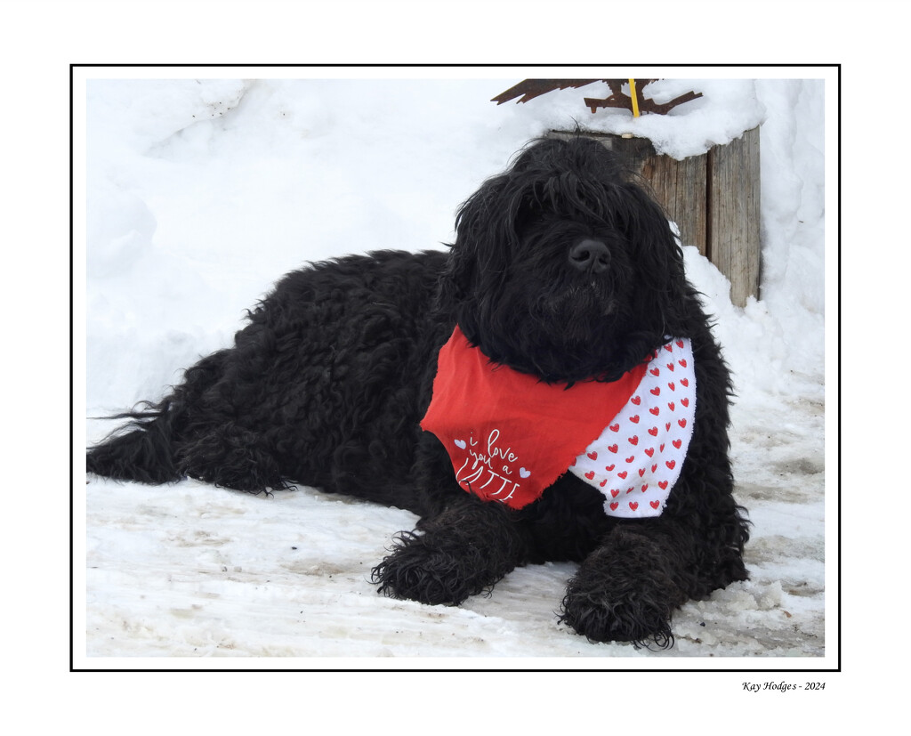 Black Russian Terrier by kbird61