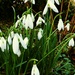 Snowdrops by ajisaac