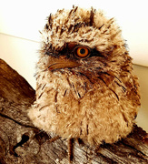 5th Feb 2024 - Lockys Tawny Fogmouth Owl 1