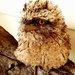 Lockys Tawny Fogmouth Owl 1 by bronches