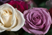 14th Feb 2024 - Valentine's Day Roses