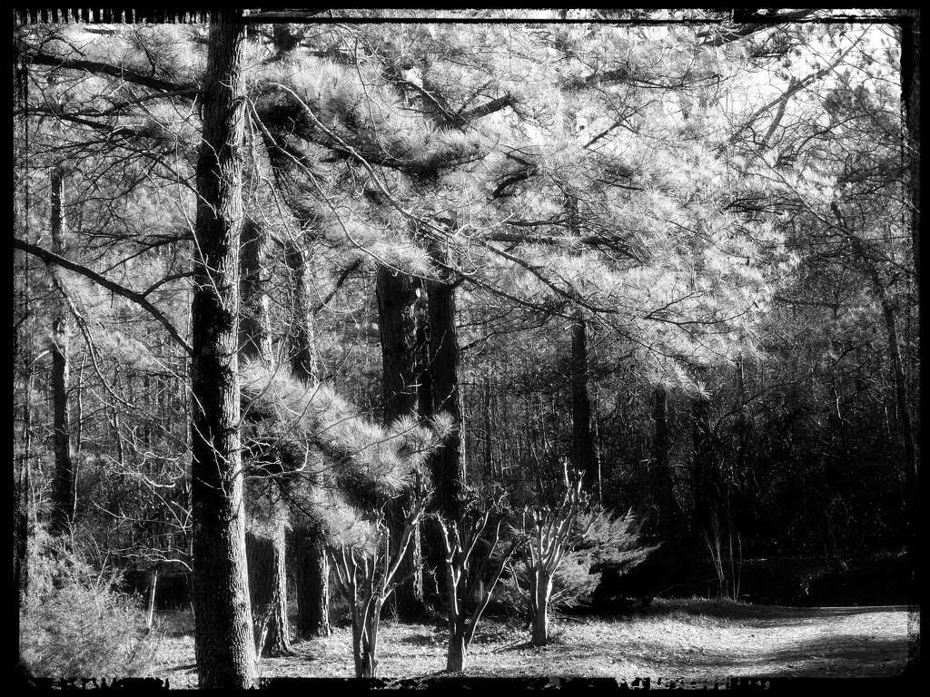 Sunshine in the pines... by marlboromaam