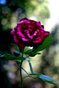 15th Feb 2024 - rose