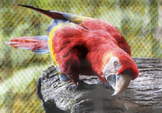 14th Feb 2024 - Scarlet Macaw