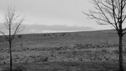 14th Feb 2024 - Deer on the Hill 