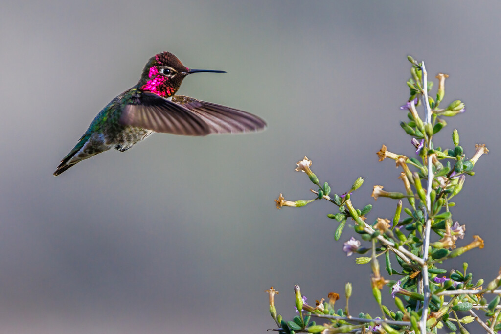 Anna's hummingbird by jyokota