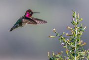 6th Feb 2024 - Anna's hummingbird