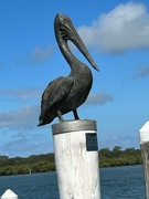 30th Jan 2024 - Pelican at Ballina Wharf