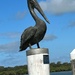Pelican at Ballina Wharf by bronches