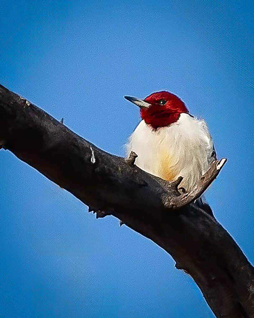 Red Headed Woodpecker by bobbic