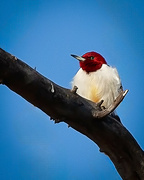 15th Feb 2024 - Red Headed Woodpecker