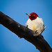 Red Headed Woodpecker by bobbic