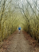 15th Feb 2024 - Hedgerow arch