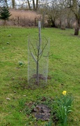15th Feb 2024 - Young Pear tree