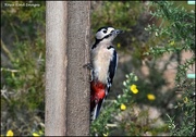 15th Feb 2024 - Woody woodpecker