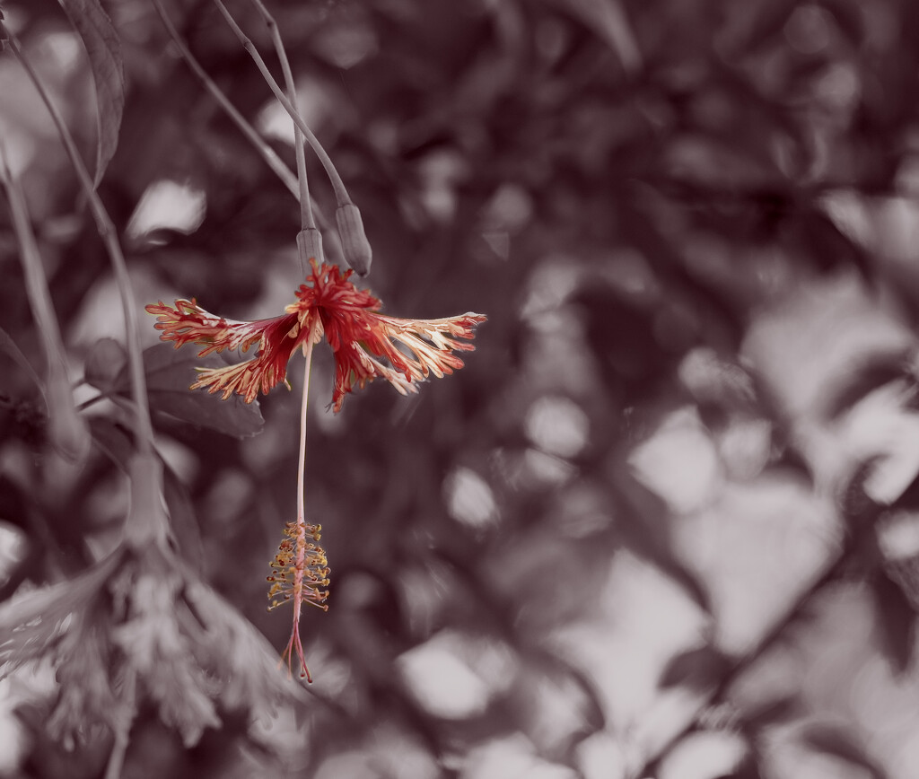 duotone with soft red by koalagardens