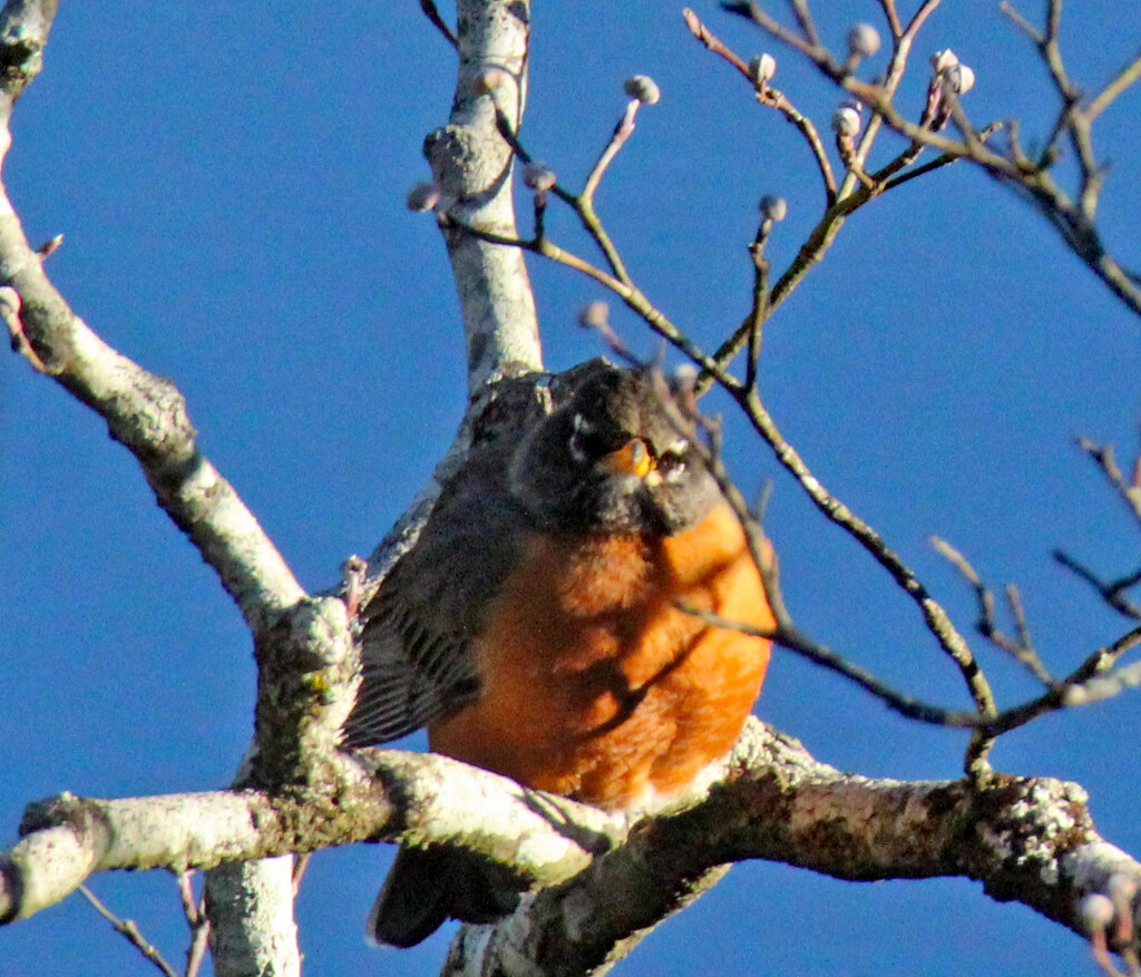 Feb 13 Robin Looking At Me IMG_7390AA by georgegailmcdowellcom