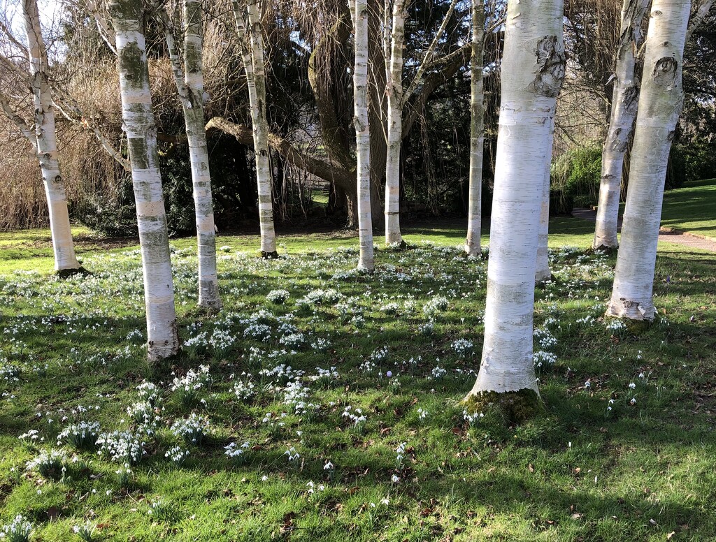 Snowdrops Among the Paper Birch by susiemc