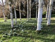 13th Feb 2024 - Snowdrops Among the Paper Birch