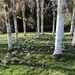 Snowdrops Among the Paper Birch