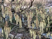 14th Feb 2024 - Hazel Catkins