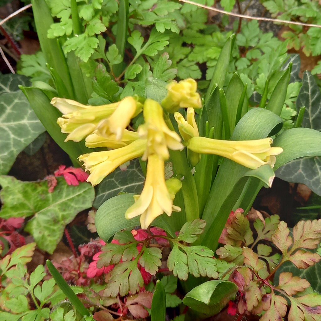 Hyacinth by paddington