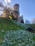 15th Feb 2024 - Snowdrops on the bank