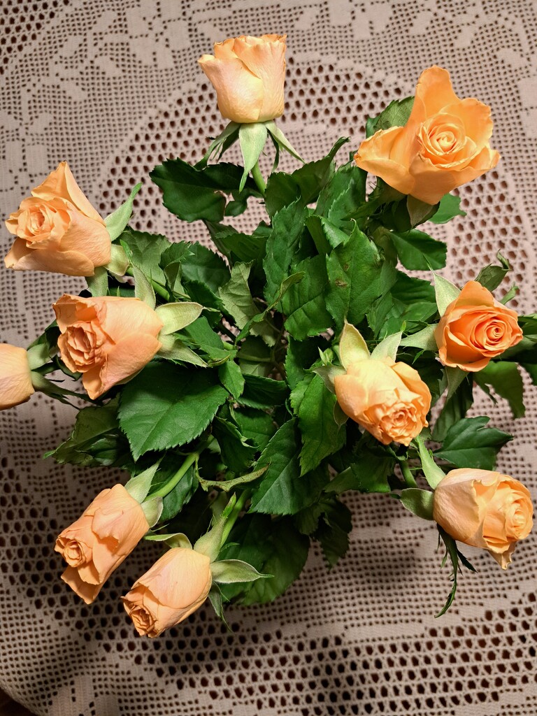 roses in february by lydiakupi